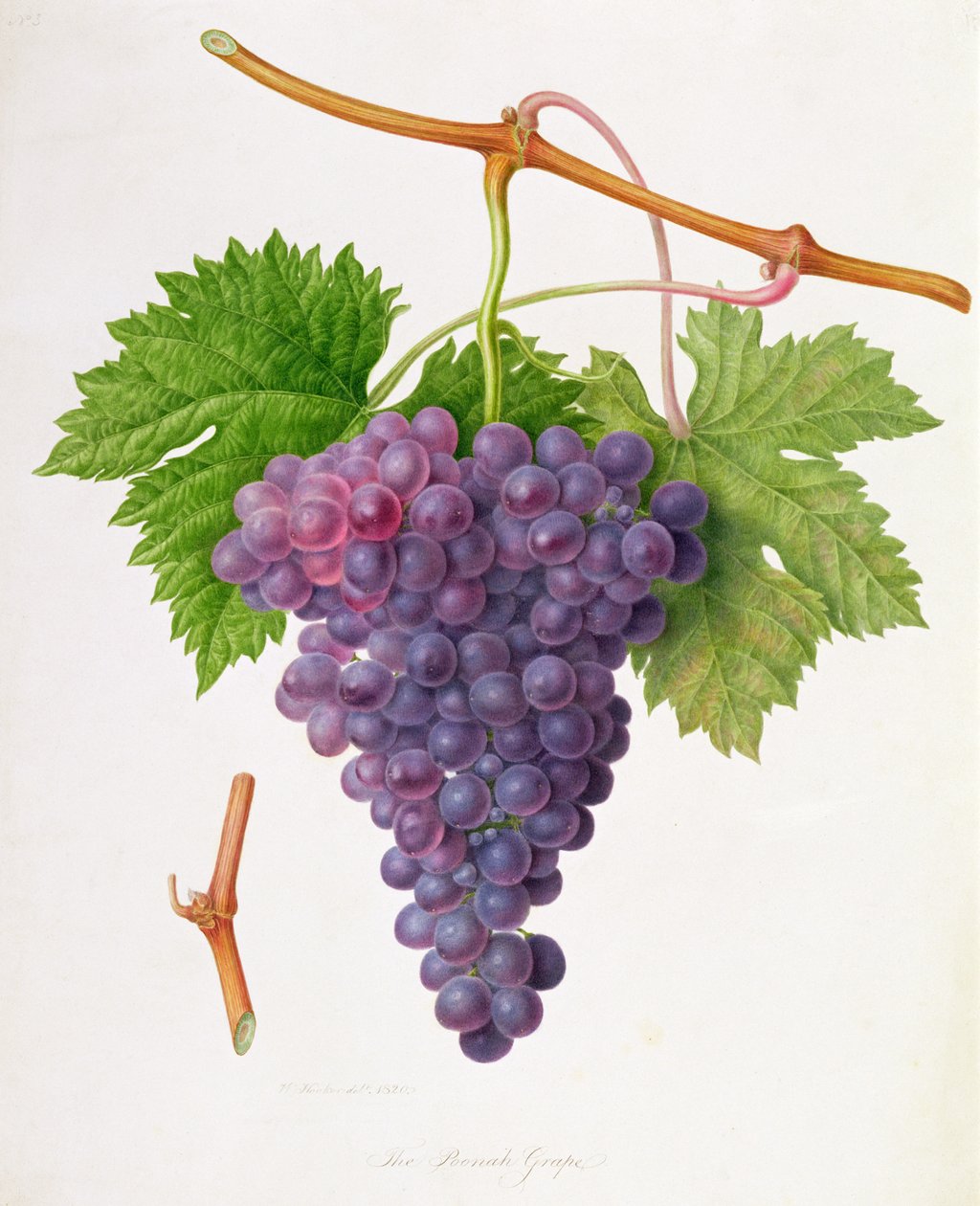 Die Poonah-Traube, 1820 von William Hooker