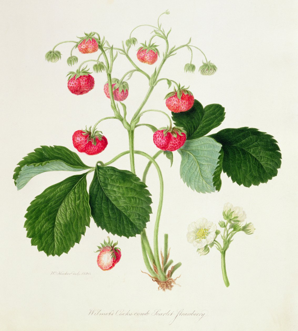 Wilmots Scharlachrote Erdbeere, 1820 von William Hooker