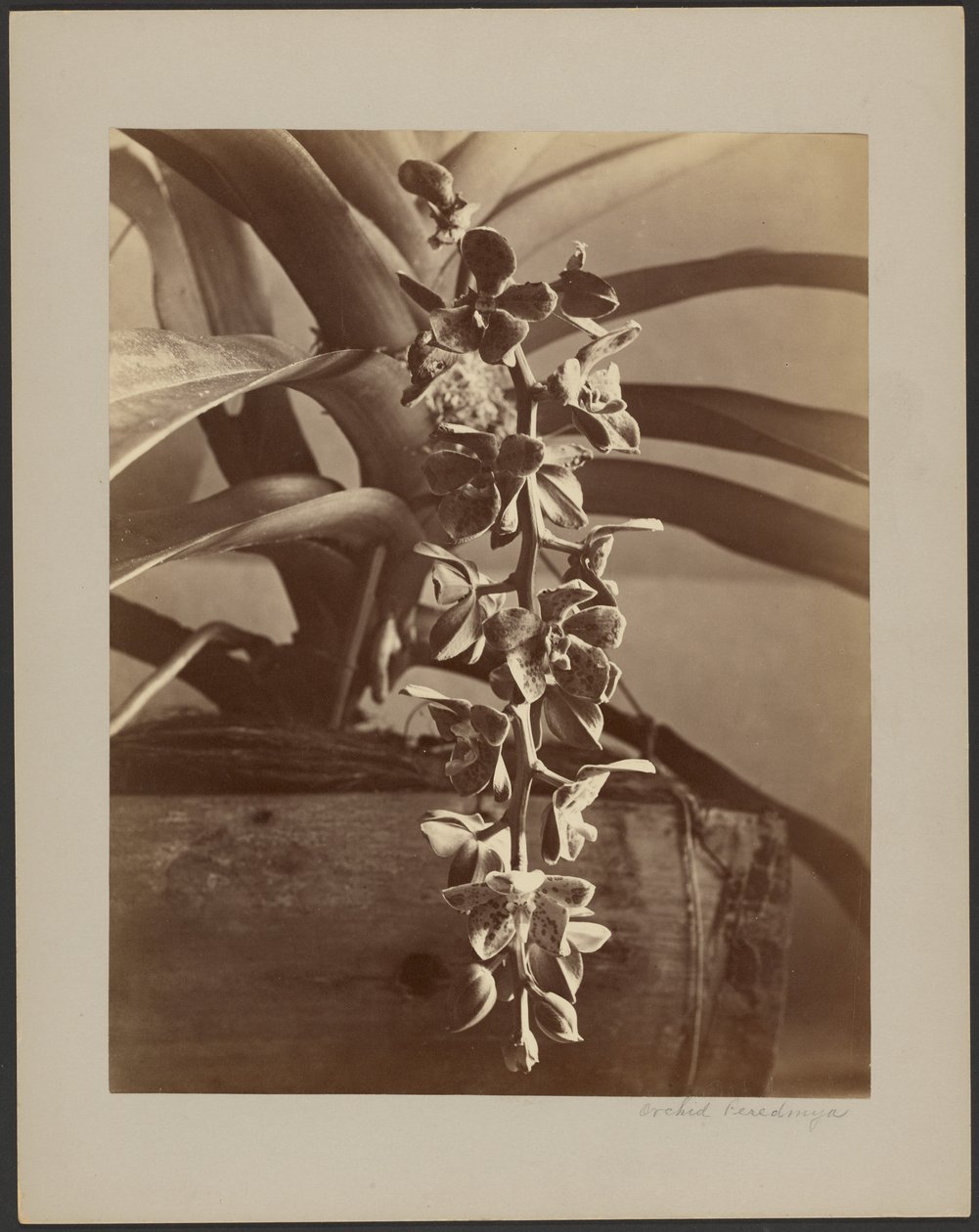 Orchideen, Ceylon von William Louis Henry Skeen
