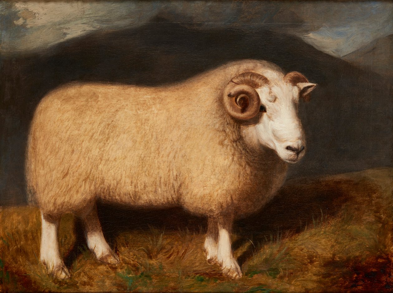 Cheviot-Widder von William Shiels