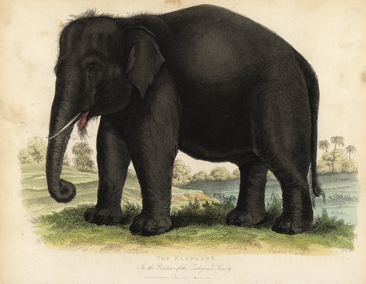 Asiatischer Elefant, Elephas maximus, gefährdet von William Smellie