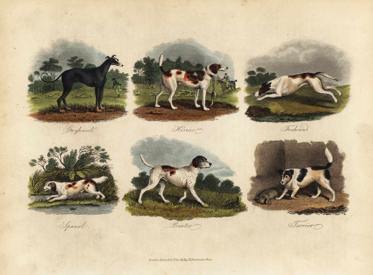 Windhund, Harrier, Foxhound, Spaniel, Pointer, Terrier von William Smellie