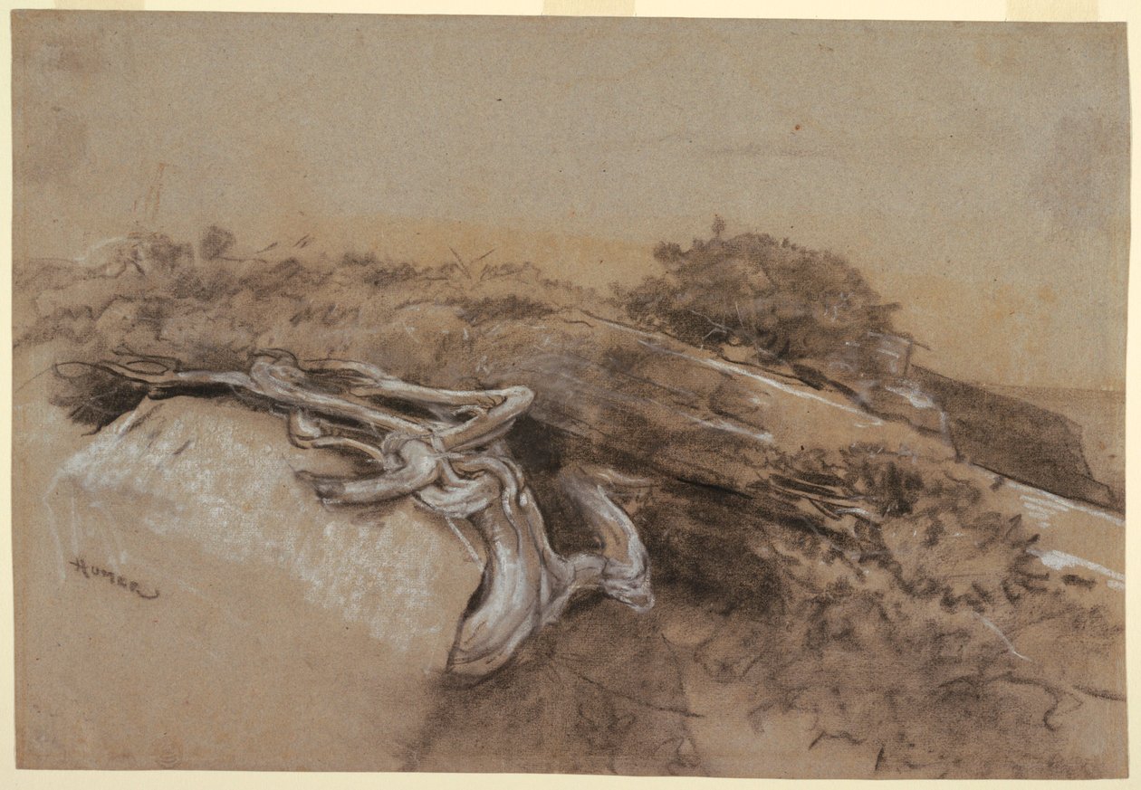 Studie von Baumwurzeln, Prout