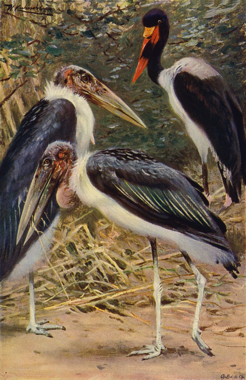 Marabu und Jabiru von after Wilhelm Kuhnert