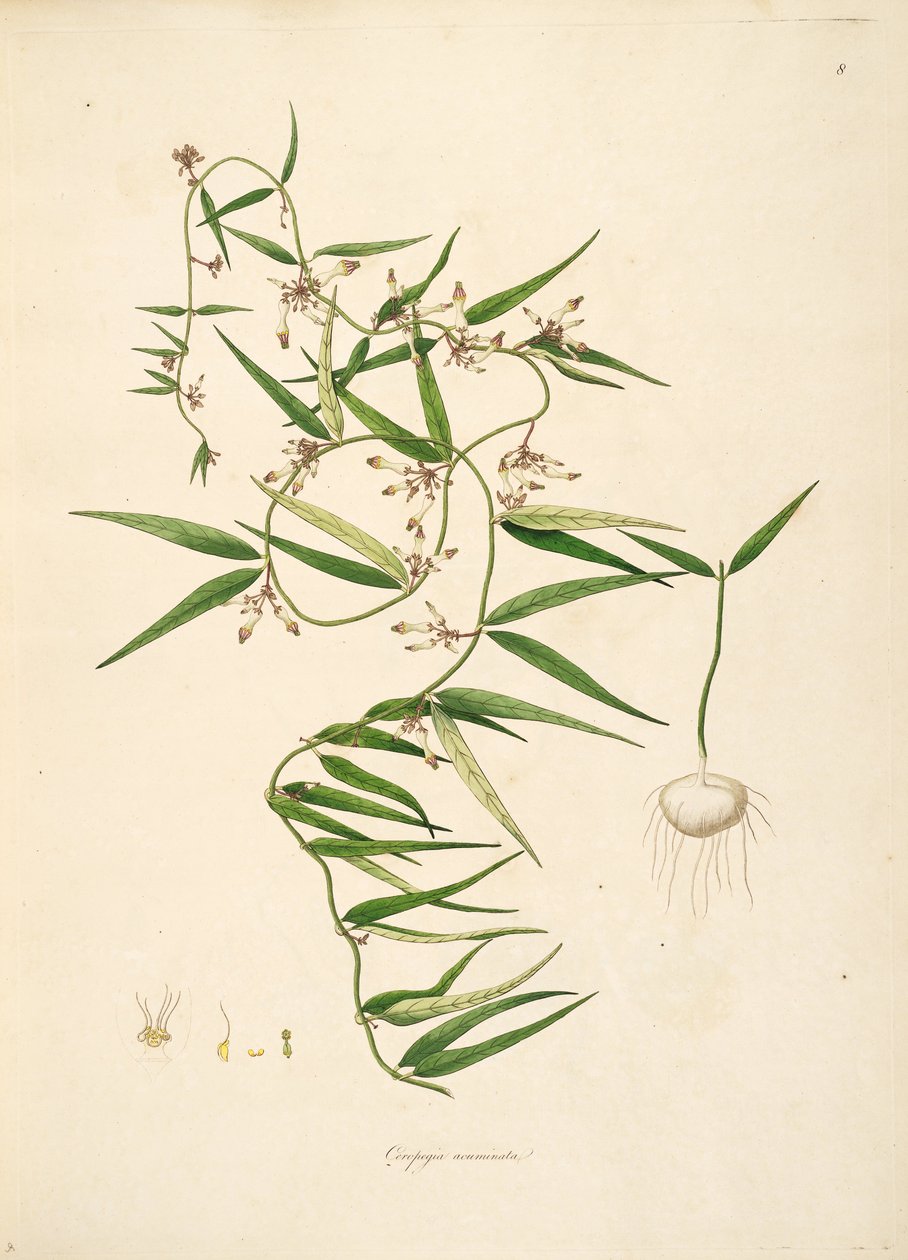 Illustration von Ceropegia acuminata (= Ceropegia bulbosa), Apocynaceae, Asclepiadoideae von anonymus