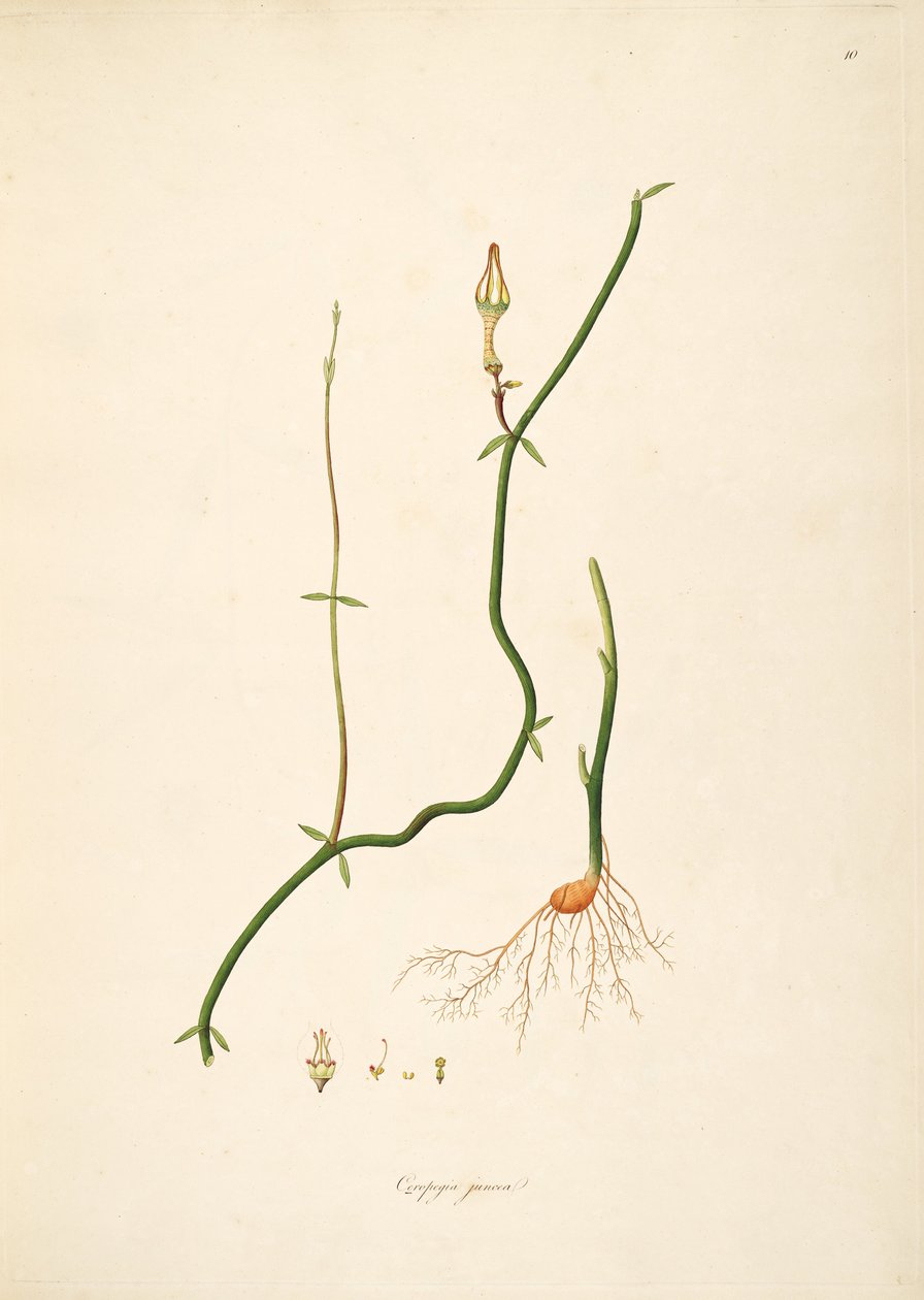 Illustration von Ceropegia juncea, Apocynaceae, Asclepiadoideae von anonymus