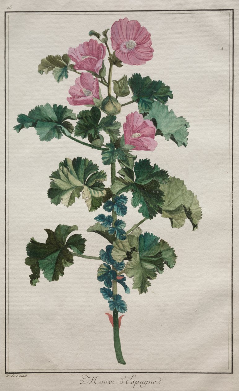 Sammlung von vierundzwanzig Pflanzen und Blumen: Malve von de Seve