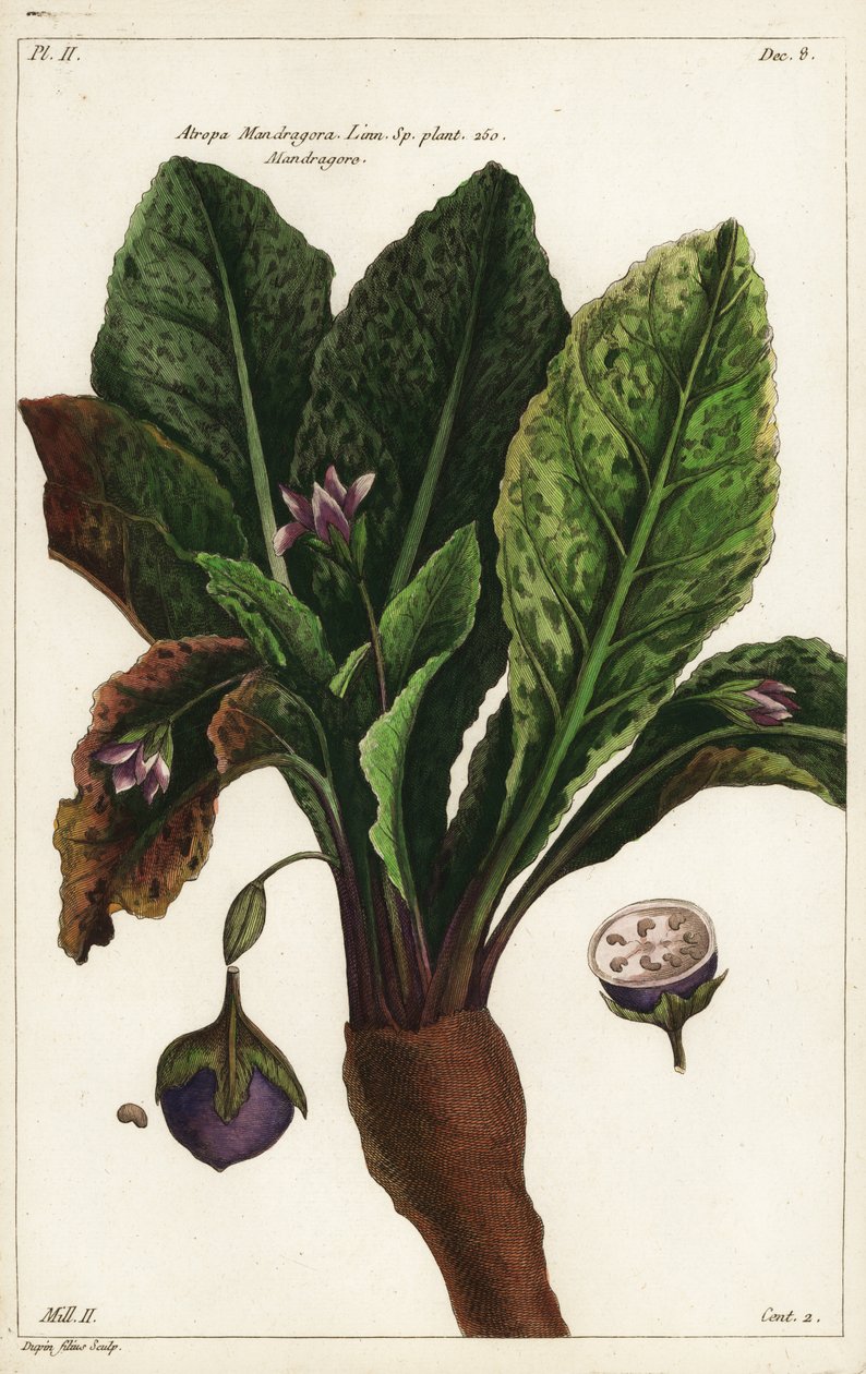 Alraune, Mandragora officinarum von the Younger Dupin