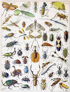 Illustration von Insekten