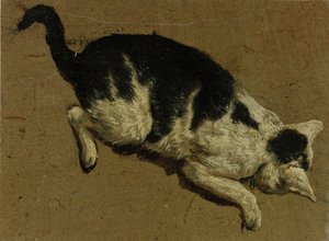 Katze von oben