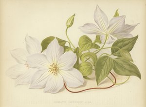 Clematis Jackmanni Alba