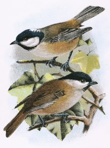 Tannenmeise (oben) und Sumpfmeise (unten)