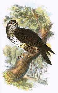 Mäusebussard