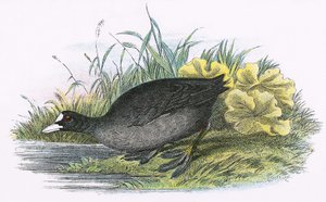 Blässhuhn