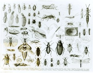 Entomologie Insekten