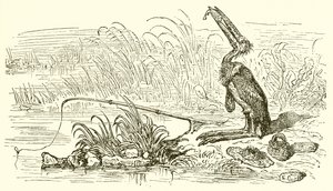 Der Angler und der kleine Fisch