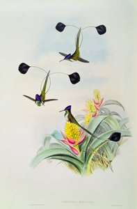 Kolibri, graviert von Walter und Cohn
