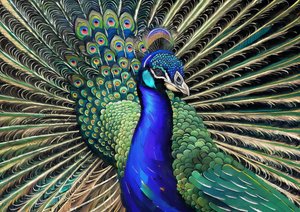 Tiere: Pfau 1