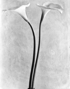 Calla-Lilien, Mexiko-Stadt, 1925