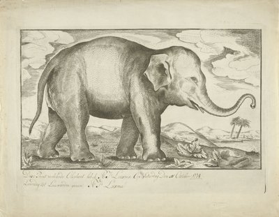 Elefant von A.J. Looxma