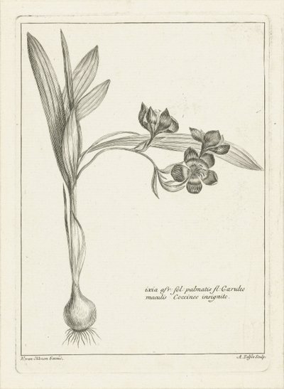 Ixia von Abraham Delfos