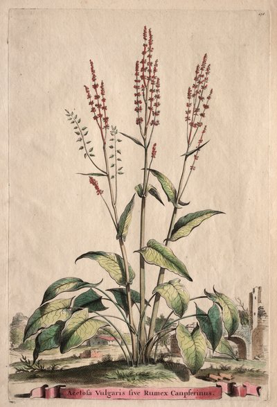 Phytographia Curiosa: Acetosa Vulgaris sive Rumex Canpferinus von Abraham Munting