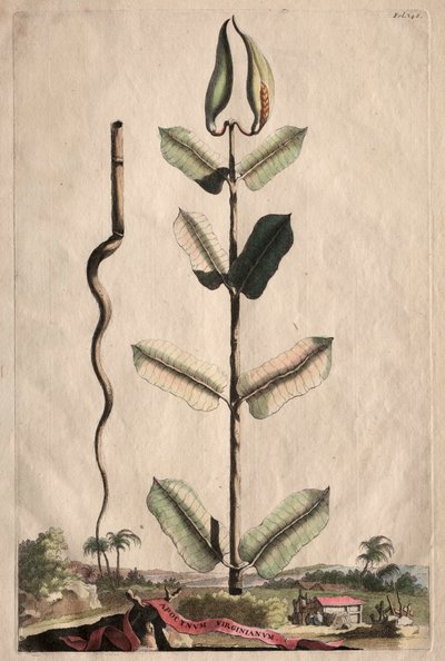 Phytographia Curiosa: Apocynum Virginianum von Abraham Munting