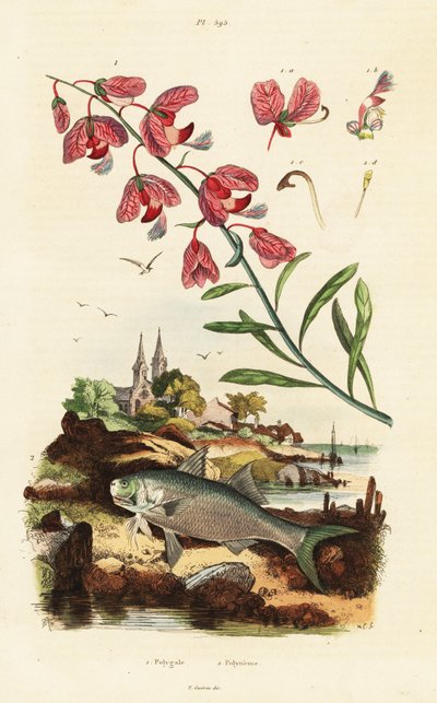 Kap-Milchholz und Paradiesfadenfisch von Adolph (after) Fries