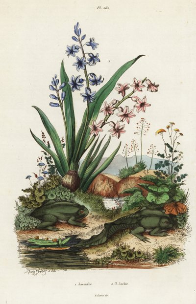 Gartenhyazinthe und paradoxaler Frosch von Adolph (after) Fries