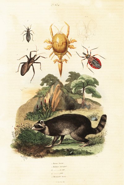 Waschbär und Zecken von Adolph (after) Fries