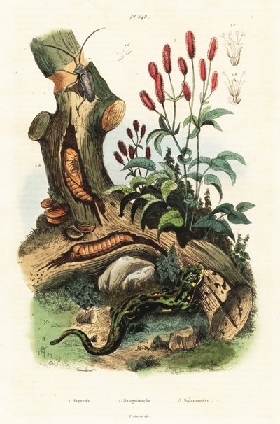 Salamander, Käfer und Großer Wiesenknopf von Adolph (after) Fries