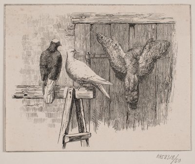 Die Tauben von Johan Adolph Kittendorff