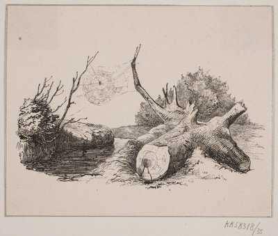 Die Spinne von Johan Adolph Kittendorff