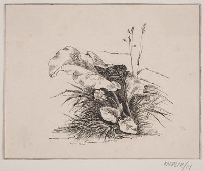 Die Veilchen von Johan Adolph Kittendorff