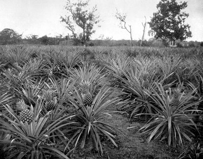 Ananasplantage, Jamaika, ca. 1905 von Adolphe Duperly and Son