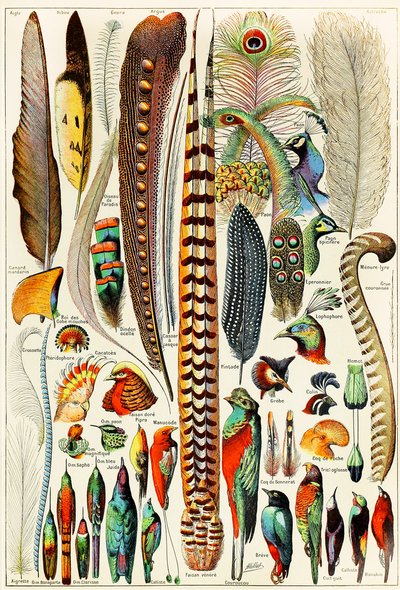Illustration von Federn und Vögeln, ca. 1923 von Adolphe Philippe Millot