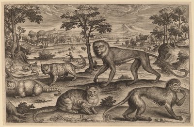 Drei Katzen und zwei Affen von Adriaen Collaert