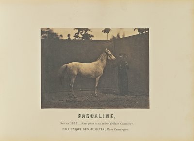 Pascaline von Adrien Alban Tournachon