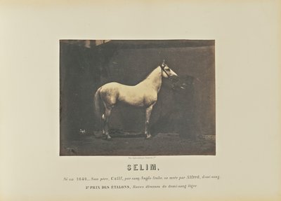 Selim von Adrien Alban Tournachon