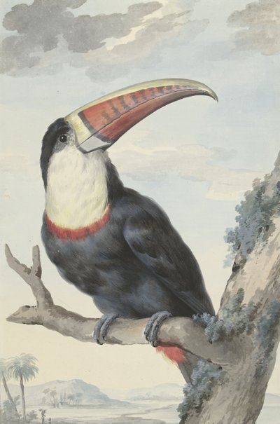 Rotstirntukan, 1748 von Aert Schouman