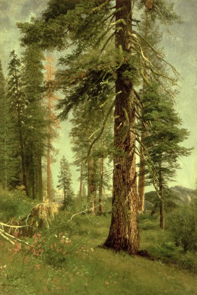 Kalifornische Mammutbäume von Albert Bierstadt