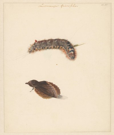 Studienblatt mit Raupe und Nachtfaltern, Lasiocampa Quireifolia von Albertus Steenbergen