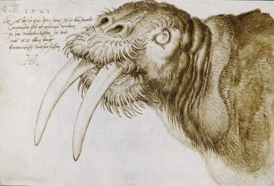 Kopf eines Walrosses, 1521 von Albrecht Dürer