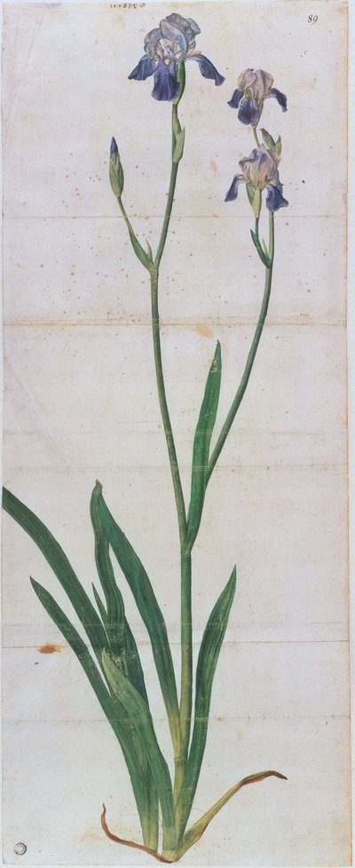 Iris germanica, ca. 1503 von Albrecht Dürer