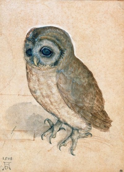 Käuzchen, 1508 von Albrecht Dürer