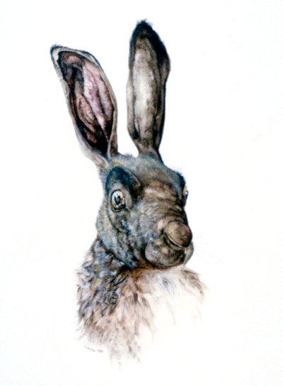 Studie eines Hasen, 1502 von Albrecht Dürer