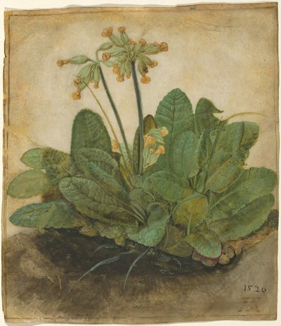 Büschel von Schlüsselblumen von Albrecht Dürer