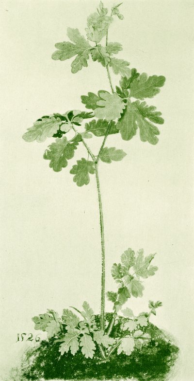 Schöllkraut von Albrecht Dürer
