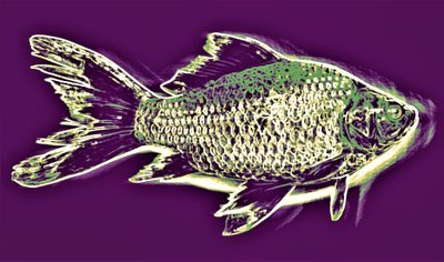 Fisch von Alex Caminker