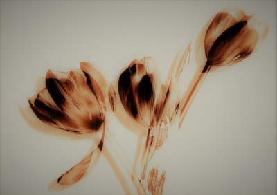 Tulpen, 2019 von Alex Caminker